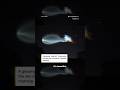 SpaceX launch creates glowing ‘jellyfish’ plume over Florida