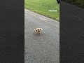 A 3-year-old dog turned a dangerous habit into a valuable skill after being trained to herd cattle