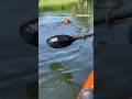 WATCH: Police officers kayak to rescue dog in lake #foxnews #news #shorts