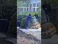 ‘WE CAUGHT THEM’: Trump BANS contractor over Rose Garden damage #shorts #foxnews #news #us #fox