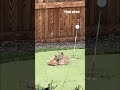 PAW-SOME PLAYTIME: Bobcat, kittens spotted in a backyard in Canada #shorts #foxnews #animals #canada