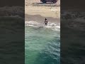 CLOSE ENCOUNTER: Footage shows moment fisherman rescues great white shark