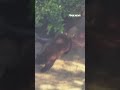 UNBEARABLE VISITOR: Black bears caught on cam wandering through Los Angeles