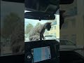 Police officers rescue cat from hot car in Clearwater, FL #shorts #cat #rescue #cute #beach #car