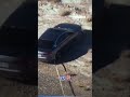 WATCH: Grapple gun takedown ends high-speed chase #shorts #fox #media #breakingnews #us #usa #new