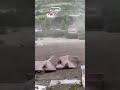 TOTAL CATASTROPHE: Dozens of people feared trapped after flash floods swept away homes #shorts #us
