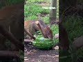WATCH: Oakland Zoo friends enjoy a refreshing treat #zoo #shorts #watermelon #snacks