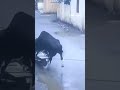 HIS FIRST RODEO: Bizarre video shows a bull casually mounting a scooter and riding it through town