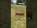 HOOVES FULL: Baby bison play as mom tries to settle them down #shorts #cute #animals #mom #bison