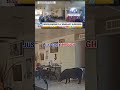 ‘BOAR-GLARY’: Florida deputies chase down wild boar that invaded home #foxnews #news #shorts