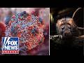 WHAT TO KNOW: True risk of hantavirus explained
