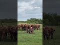 MOO-VING FAST: A toddler leads nearly two dozen cows across a ranch