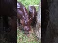 ADORABLE: Hippo friends Iris and Poppy cool off under water hose #shorts #animals #usa #us #cute
