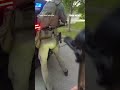 Attempted murder suspect leads police on CHASE across GOLF COURSE #shorts #us #news #foxnews
