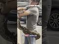 MASSIVE 16-foot python found in LA dumpster #shorts #foxnews #news #us #fox #viral #snake