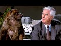 Frank Drebin drives a tank into a zoo | The Naked Gun 2½: The Smell of Fear | CLIP