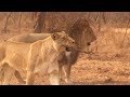 Crazy Lion Plays Fetch Like a Dog!