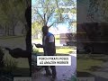 Porch pirate POSES as Amazon worker #foxnews #news #us #fox