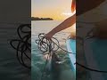 Woman bravely rescues a shark tangled in a fishing line with her bare hands #foxnews #viral #shorts