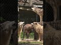WATCH: A howling good time in Tennessee #shorts #wolves #animals #usa #viral #us #new #video