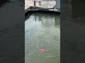 PREDATOR SHOWDOWN: Alligator and multiple sharks swim side by side #shorts #usa #us #viral #new