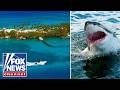 Sharks test POSITIVE for cocaine near Bahamas