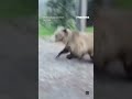 WATCH: Woman's SHOCKINGLY close encounter with grizzly bear #bear #shorts #scary #canada