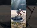 Barefoot Florida man goes toe-to-toe with a Florida gator on the side of a busy interstate #shorts