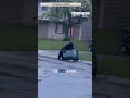WATCH: A black bear’s snack attack is foiled in Alaska #shorts #food #bear #viralvideo #alaska #us