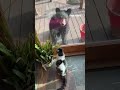 KITTY COMMANDO: Brave house cat scares off a couple of young bears #cat #shorts #bear