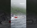 SWIMMING TO SAFETY: Video captures dozens of panicked sea lions #shorts #usa #us #viral #animals
