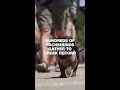 Hundreds of dachshunds gather in Hungary in record breaking attempt