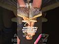 Record-breaking stick insect found in #Australia