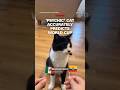 ‘Psychic’ cat accurately predicts World Cup