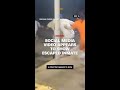 Social media video appears to show escaped inmate
