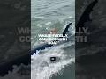 Whale fatally collides with boat