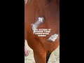 Teen accused of stabbing three competition horses