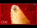 Live: TX officials on flesh-eating screwworm detected in US