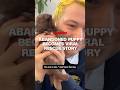 Abandoned puppy becomes viral rescue story