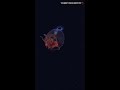 The Search for the Colossal Squid