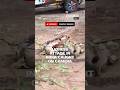 Lioness attack in India caught on camera