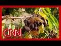 Meet the farmworkers in hiding as crops rot