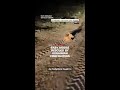 Baby moose rescued by Ukrainian firefighters