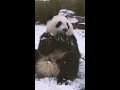 Pandemonium in Japan's 'panda town'
