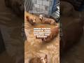 Animal shelter owner in China evacuates dogs and cats amid flooding