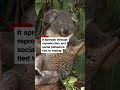 Koalas get first chlamydia vaccine