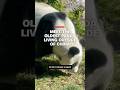 Meet the oldest panda living outside of China