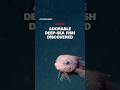 Newly discovered species spotted swimming by underwater camera