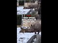 Deer spars with rhino at Polish zoo