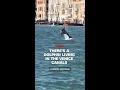 There's a dolphin living in the Venice canals